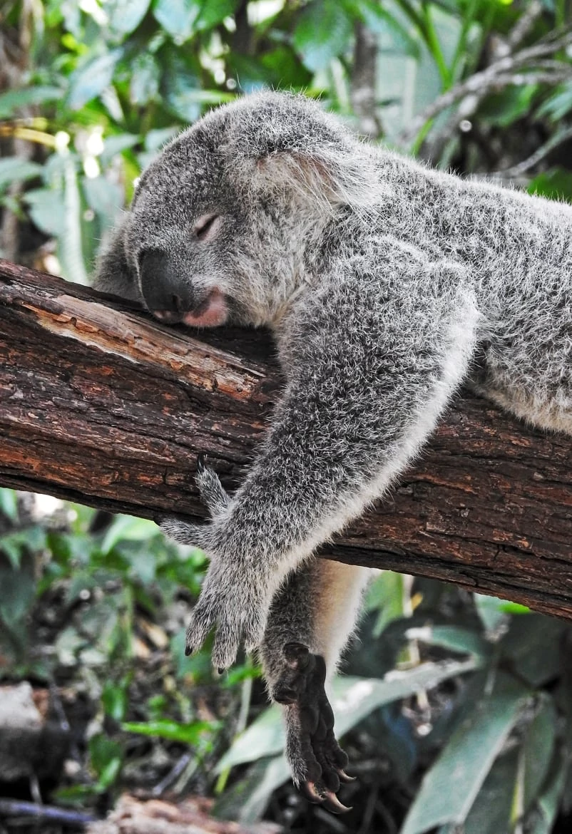 a koala sleeping on a tree branch