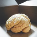 Close-up of human brain anatomical model in an open box