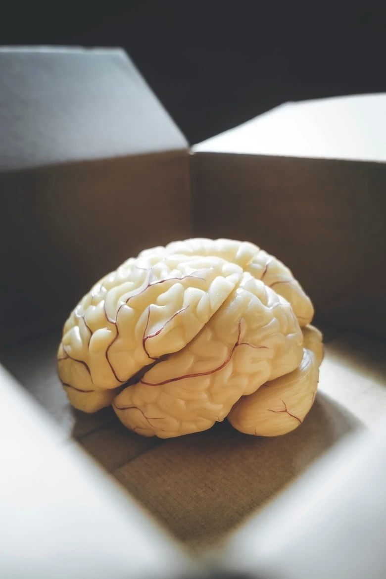 Close-up of human brain anatomical model in an open box