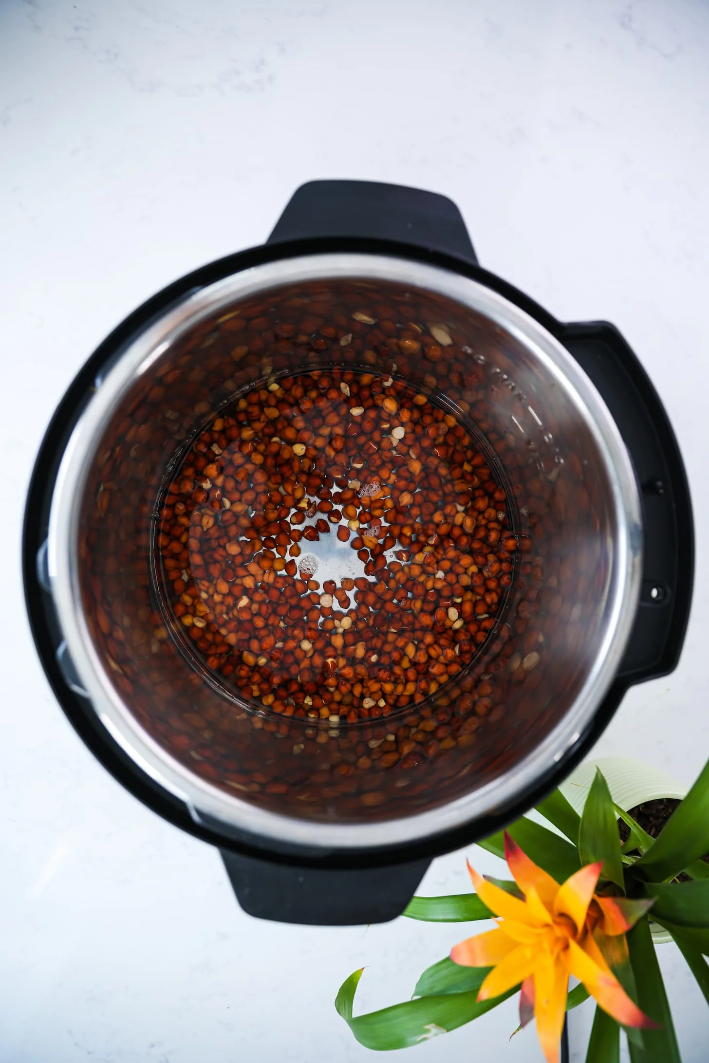 open lid instant pot with raw black chickpeas and water with a flowering plant in one corner.