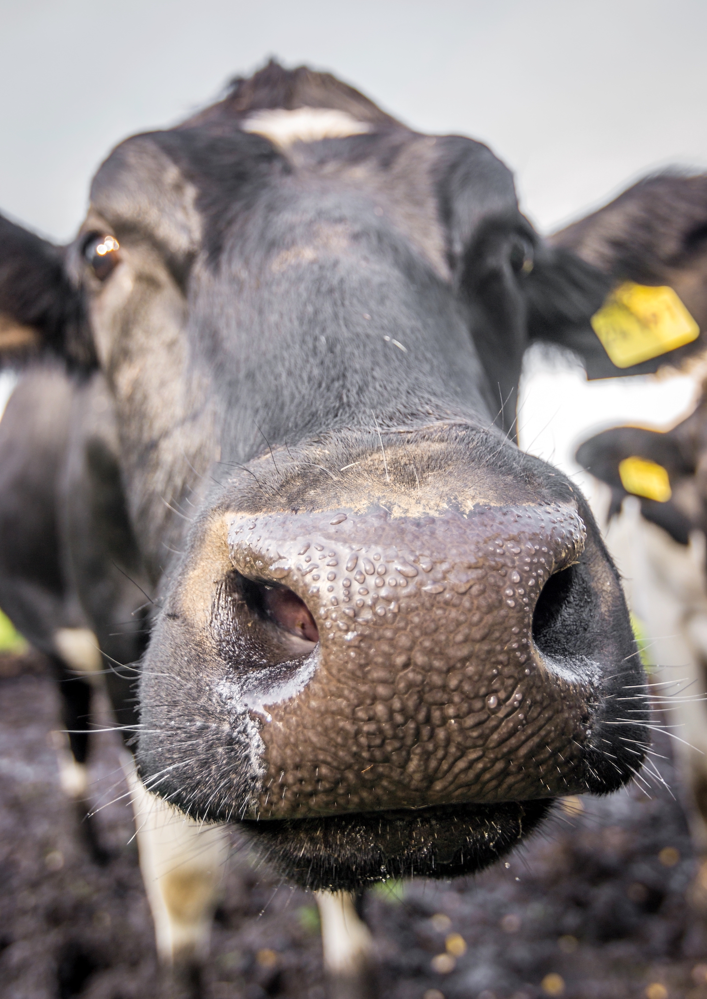 Close up of a cow's face.