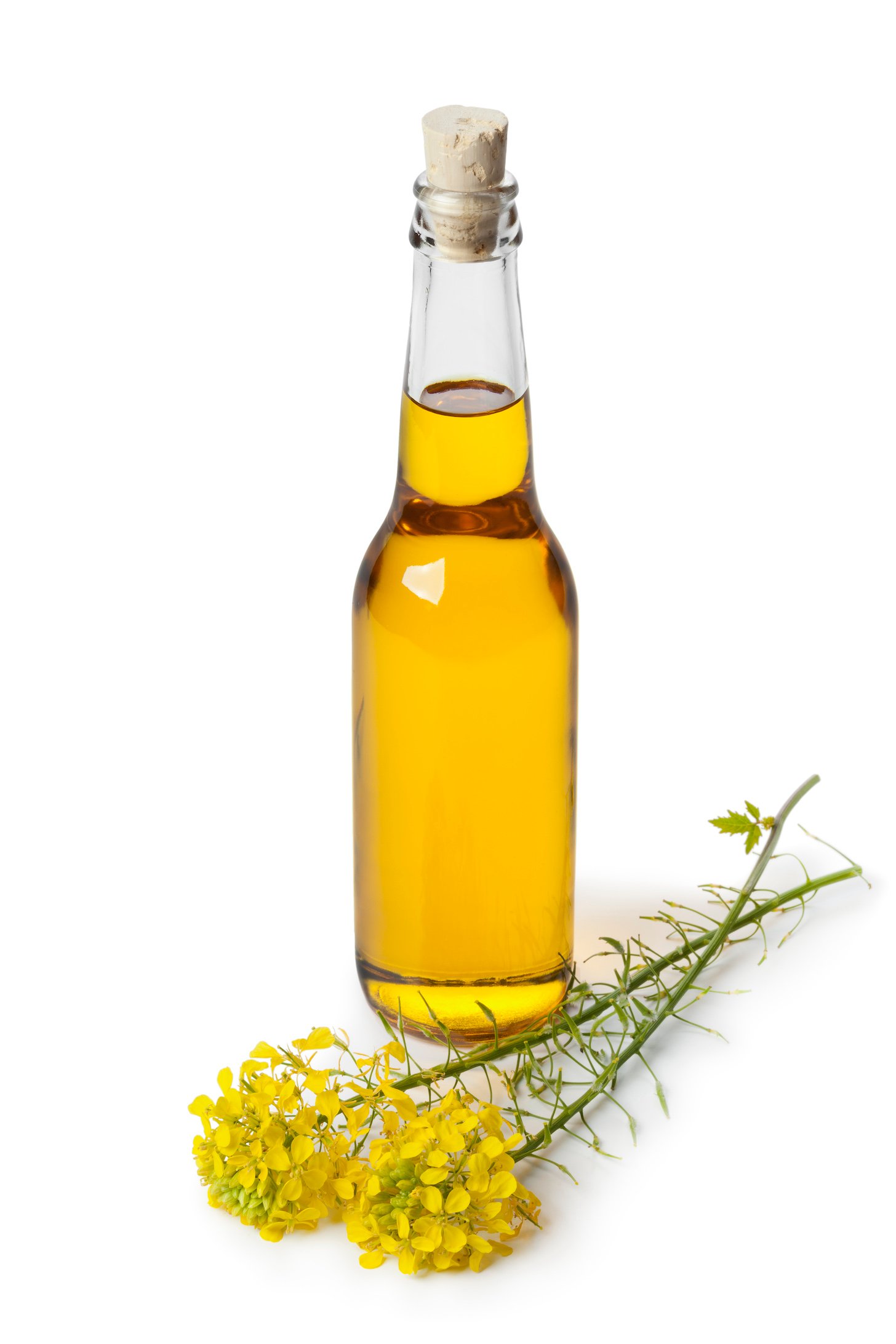 Rapeseed oil in a bottle on white background